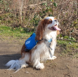 Mayla taking a break during a walk