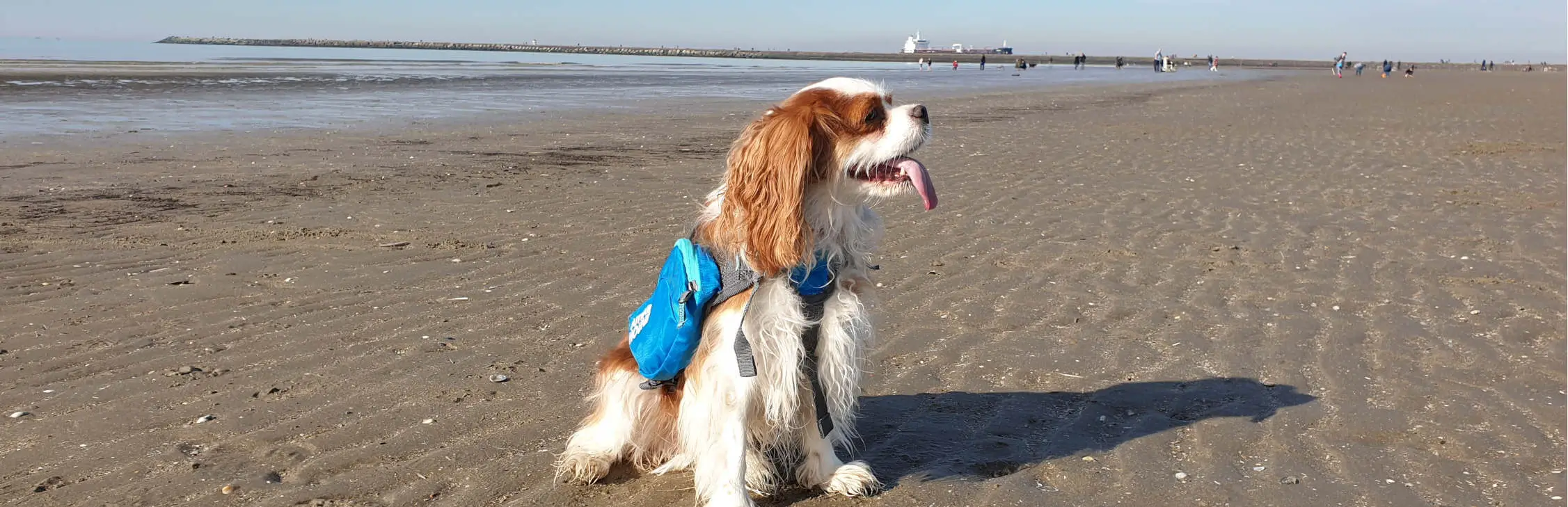 My dog with her hiking backpack at the beach