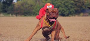 Mastiff is running with a funny backpack