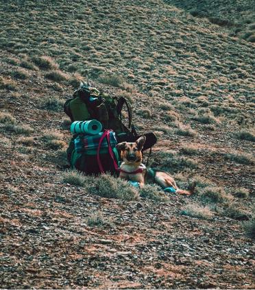 how much weight can a dog carry hiking