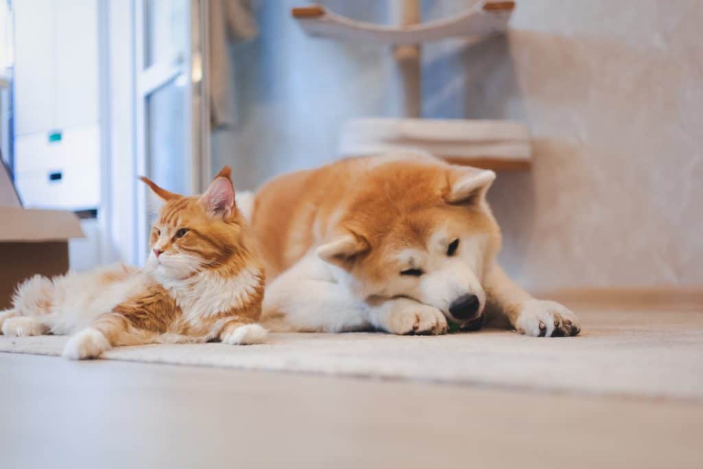 are powerful akitas good with cats or not