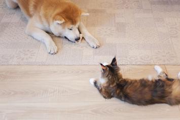 do akitas get along with cats