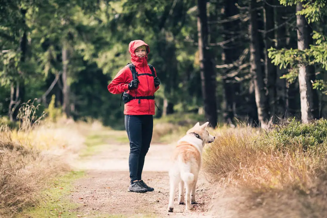Are Akitas Good for Hiking?