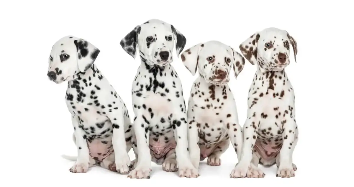 do dalmatian spots get darker