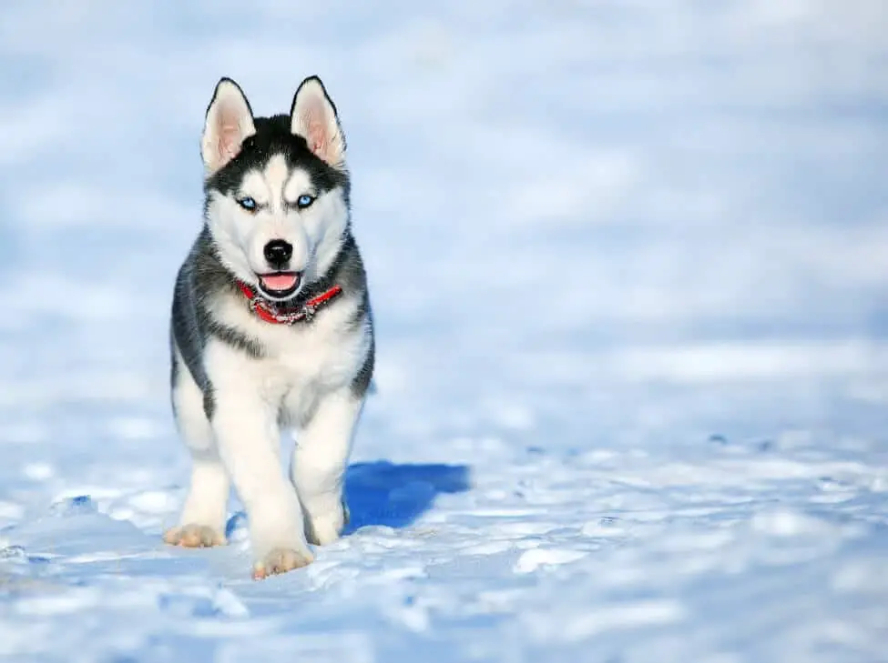mini husky in the snow