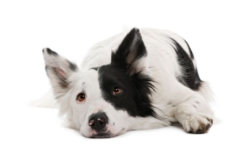 A border collie that is bored