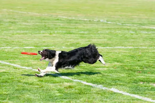 Border Collie catching a frisbee