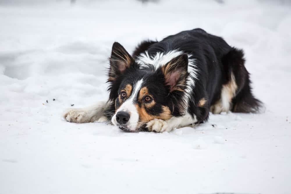 Tricolor border collie in the snow