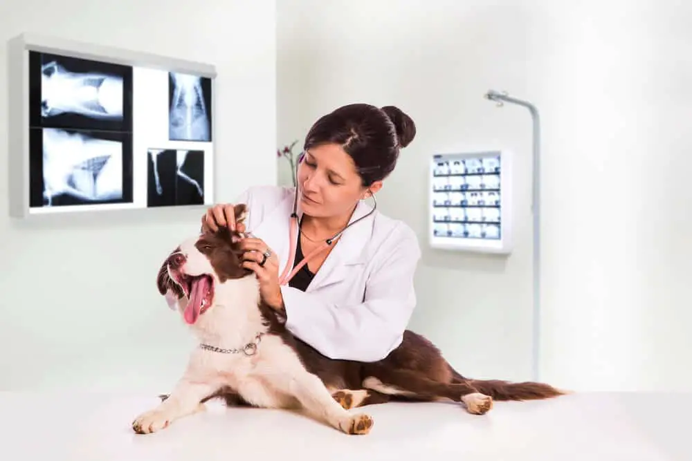 Veterinarian examining a dog while doing a checkup at the clinic. Border Collie