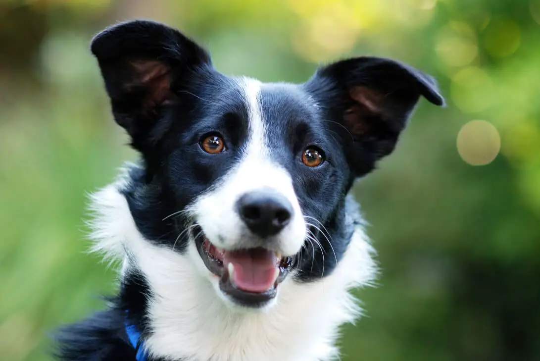 Border Collies Everything You Would Want To Know HumbleDogs