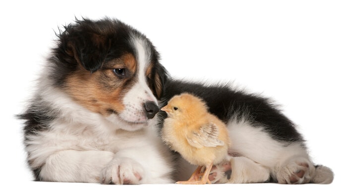 Border Collie puppy, 6 weeks old, playing with a chick