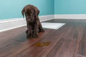 Potty Training for dogs