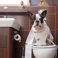 Potty Training for dogs!