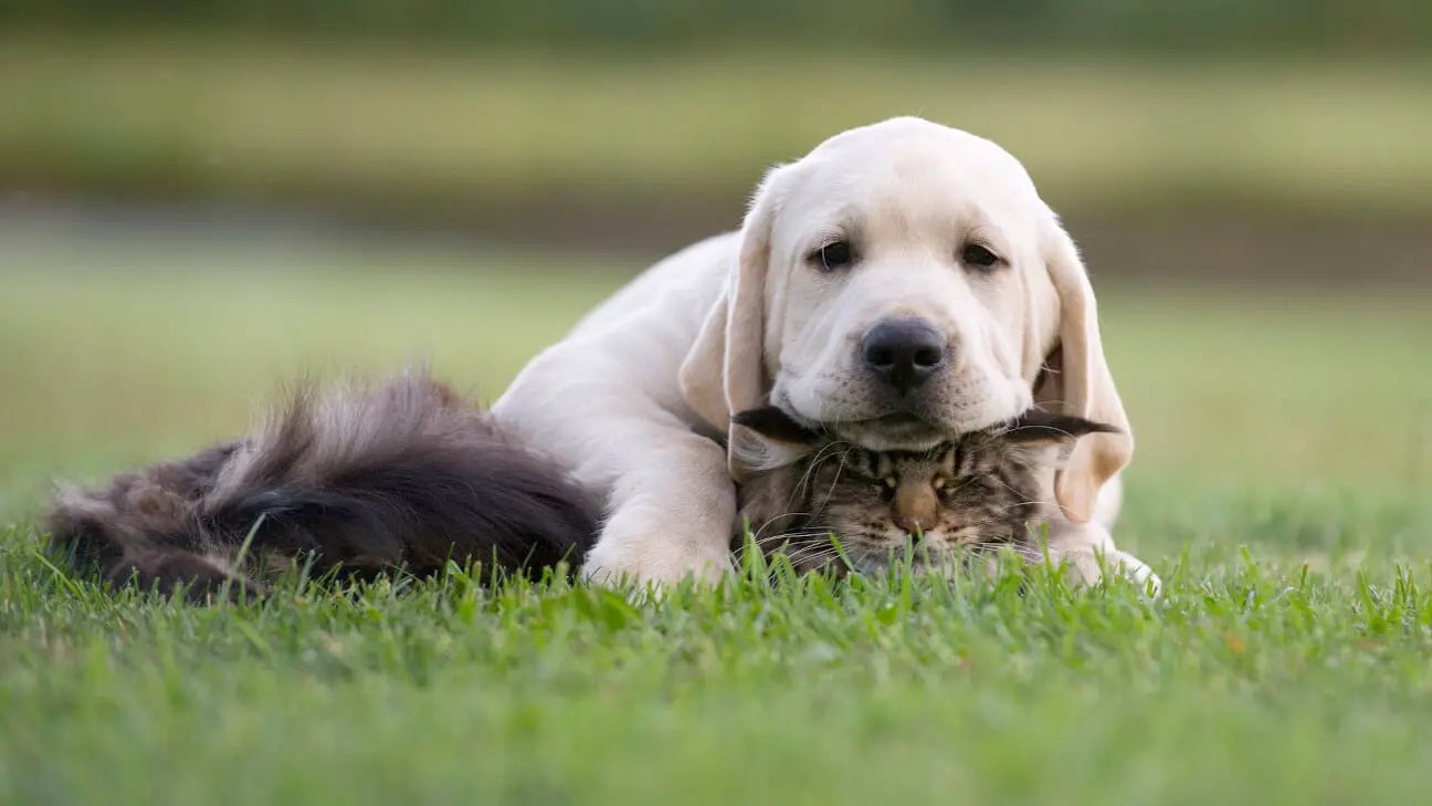 Labradors and Cats: What to Know Before You Put Them Together