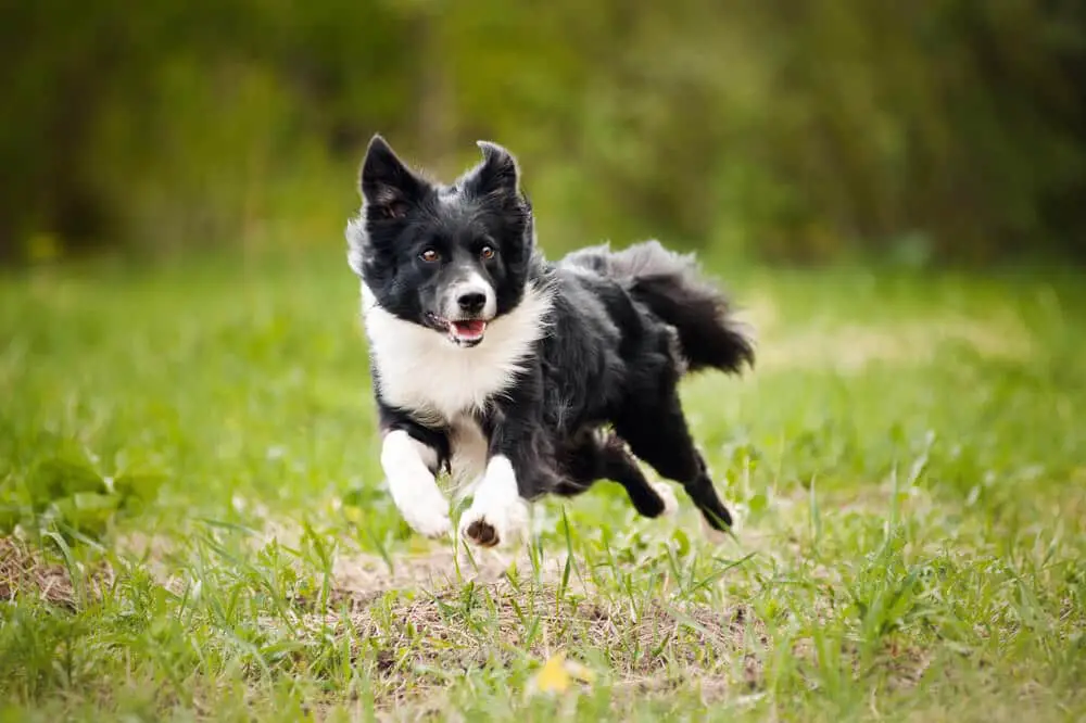 Young border collie dog running in the summer