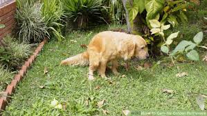 Potty Training for Golden Retriever