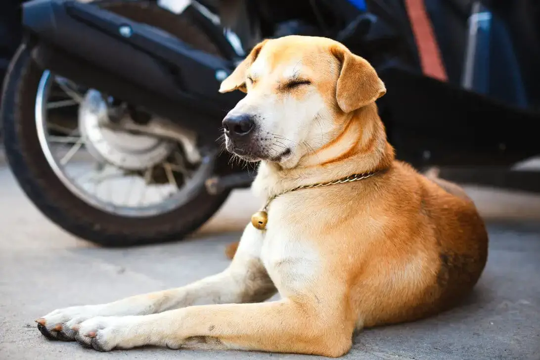 how do you stop a dog from chasing bikes