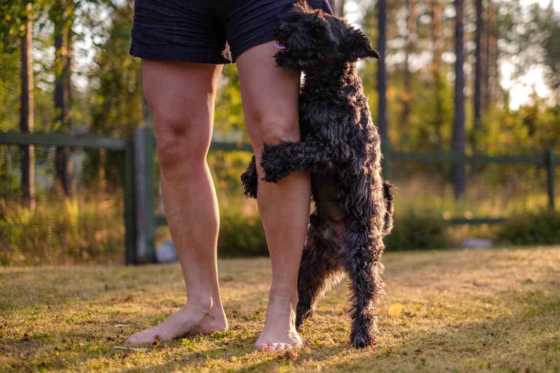 Dog humping on a man's leg