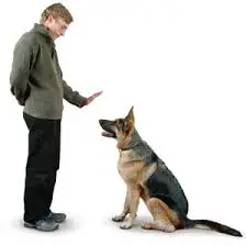 Reading Dog Training Books to train your dogs well