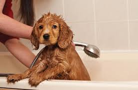 How to bathe a puppy