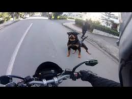 Rottweiler Chasing Bikers