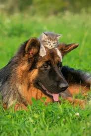 German Shepherd and Cats