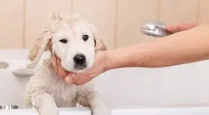 How to bathe a puppy