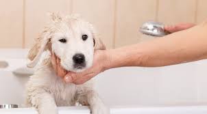 How to bathe a puppy