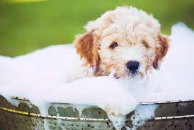 Puppy having shower