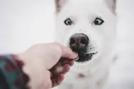 Training with treats