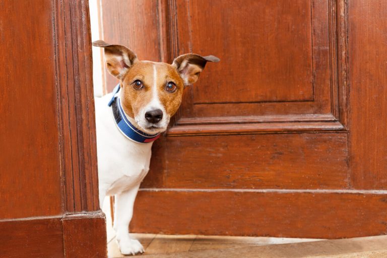 How to Teach Your Dog to Open The Door HumbleDogs
