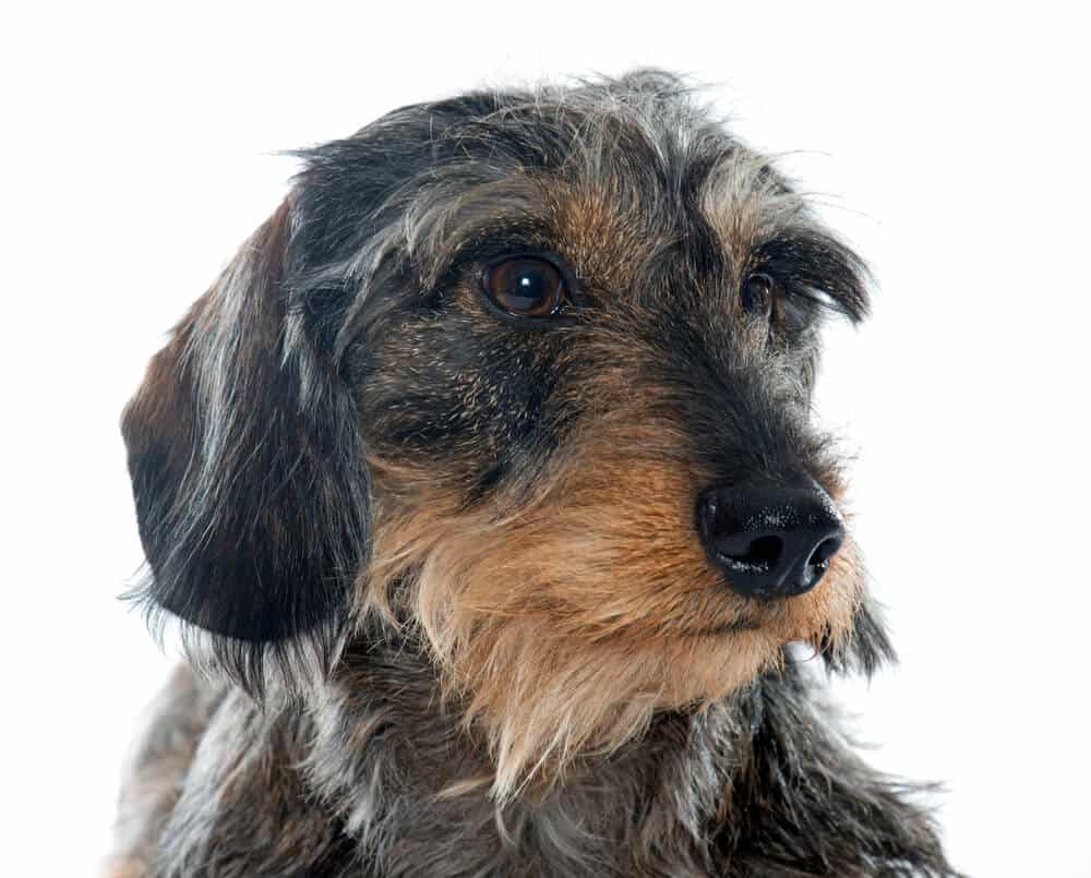 large rough haired dog