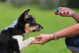 Clicker Training