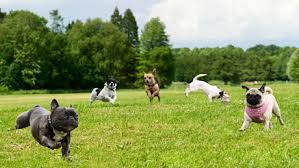 Training in dog parks