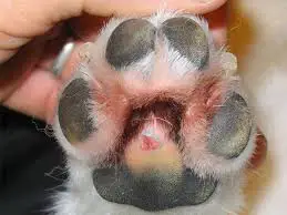 Dog paw injured from the cold