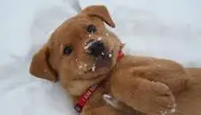 Dog laying down on his back in the snow