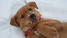 Dog laying down on his back in the snow