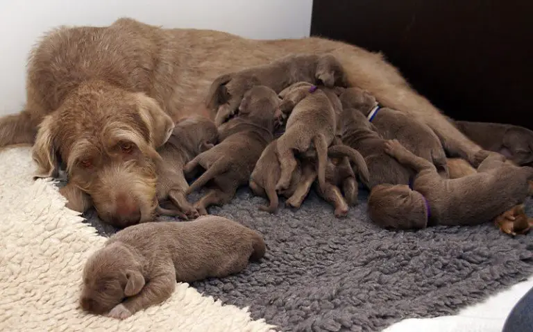 can-a-5-week-old-puppy-eat-dog-food