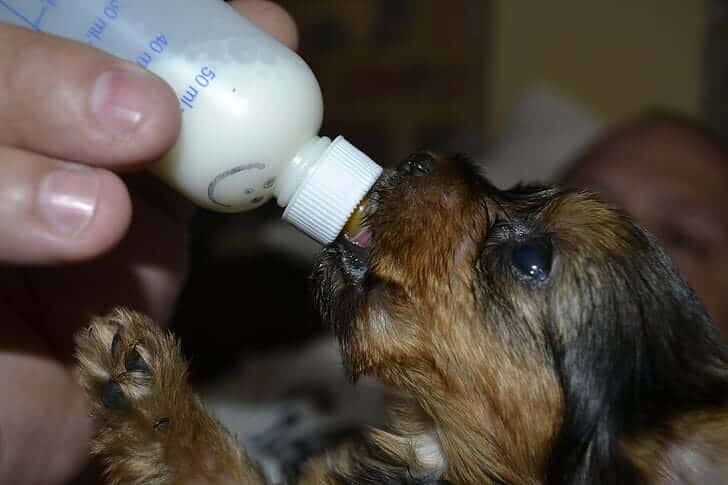 Feeding a puppy a bottle of milk