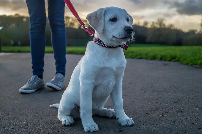 13 weeks old golden labrador puppy outside