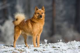 Finnish Spitz Hunting