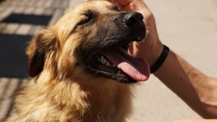 How To Deal With Dog’s Bad Breath – HumbleDogs