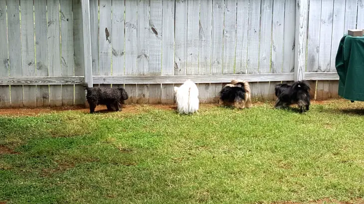 our dogs inspecting backyard fence