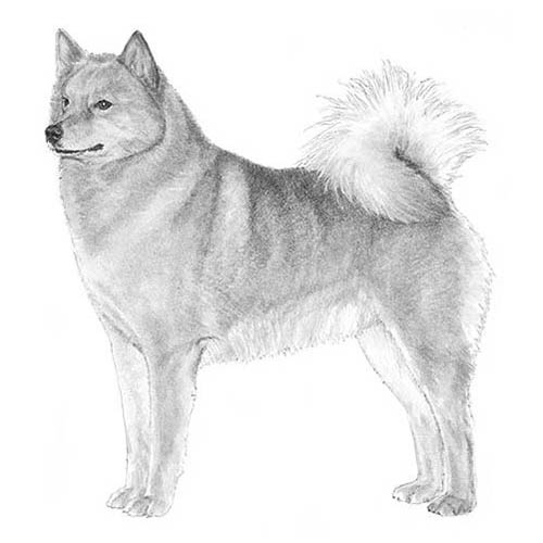 Finnish Spitz History