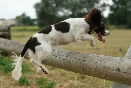 Jumping over-the fence dog