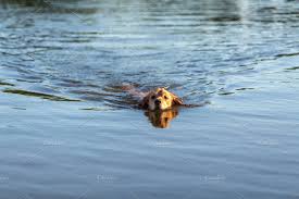 Dog swimming