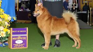 Finnish Spitz dog show