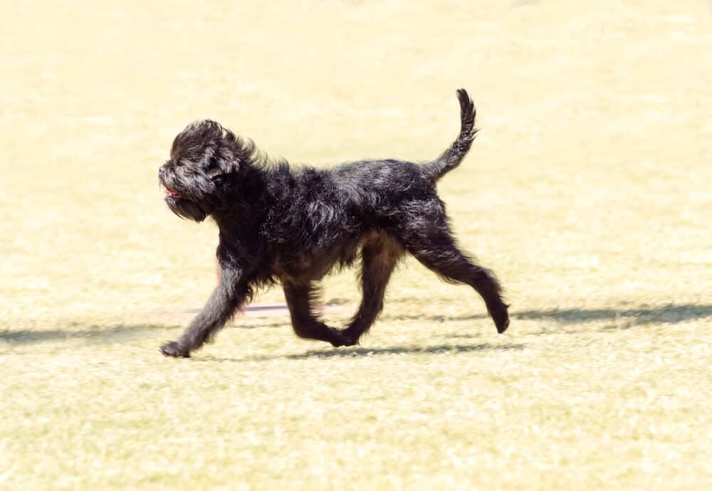 Affenpinscher