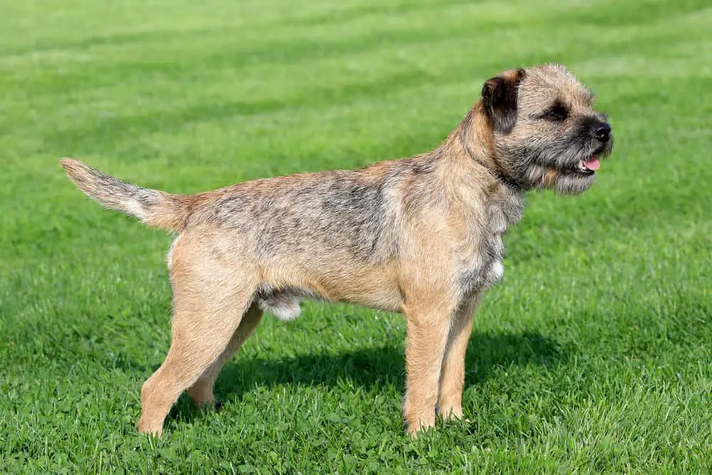 Border terrier standing in the grass