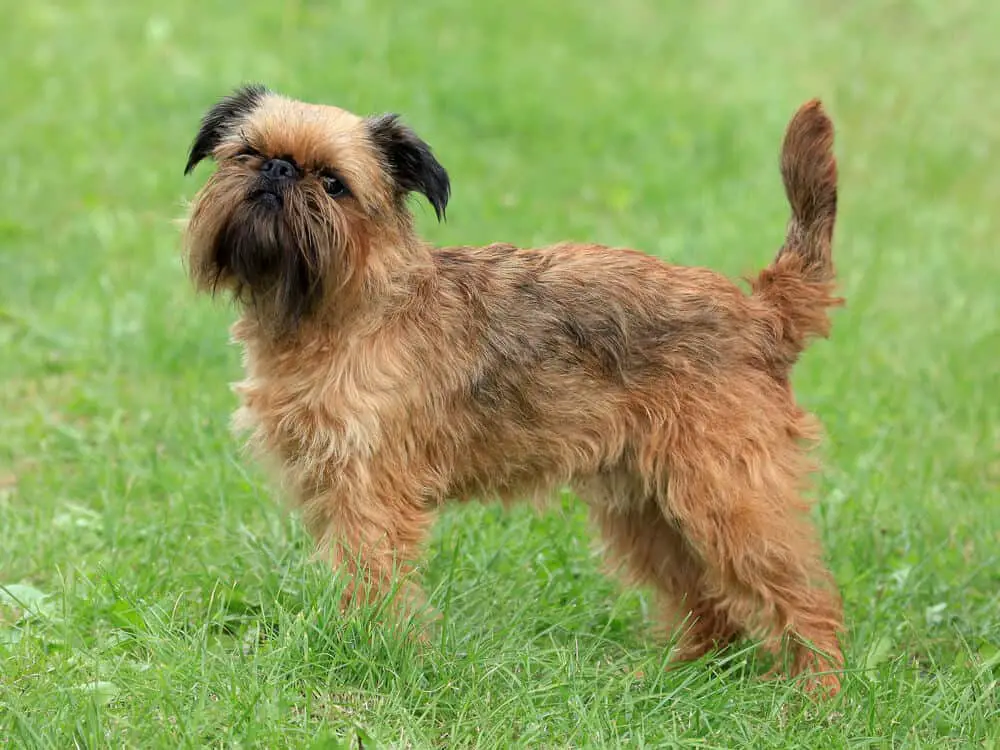 Brussels Griffon standing in grass